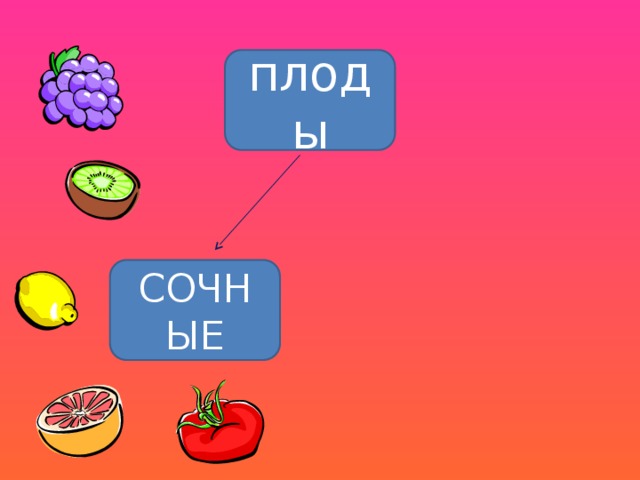 плоды СОЧНЫЕ