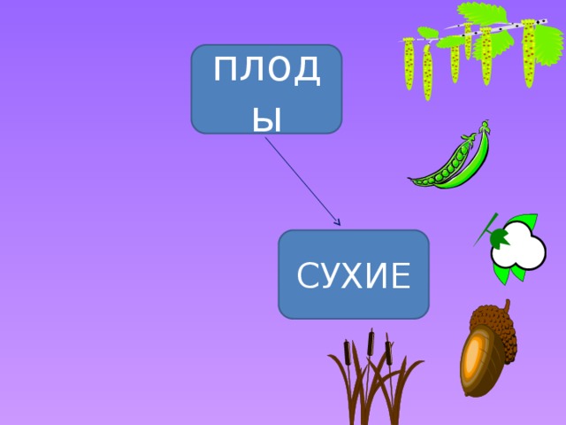 плоды СУХИЕ