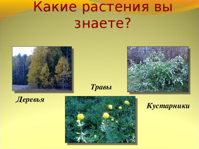 Какие растения вы знаете? Травы Деревья Кустарники