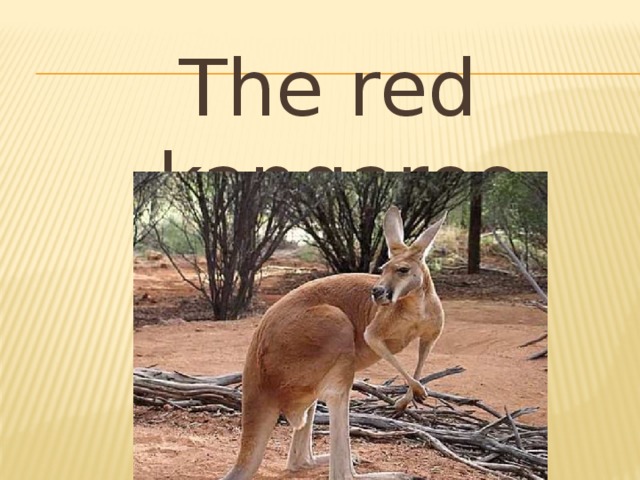 The red kangaroo