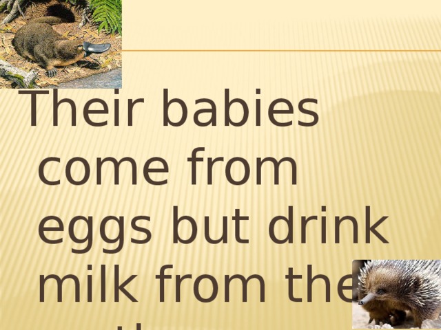 Their babies come from eggs but drink milk from their mothers