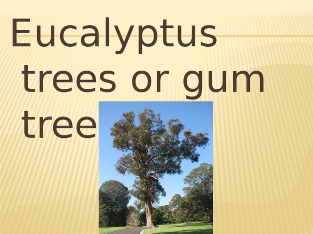 Eucalyptus trees or gum trees