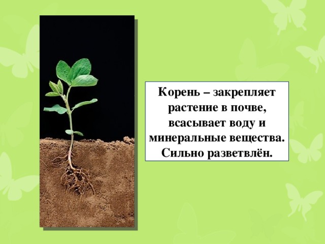 Растения в почве. Закрепление корнем в почве.