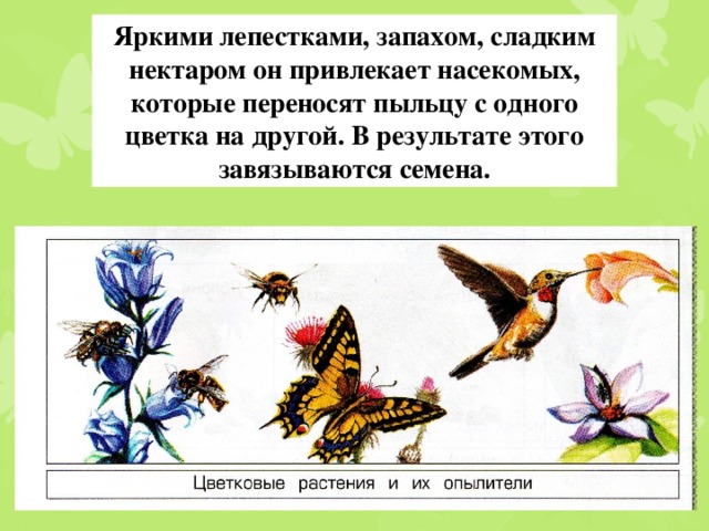 Яркими лепестками, запахом, сладким нектаром он привлекает насекомых, которые переносят пыльцу с одного цветка на другой. В результате этого завязываются семена.