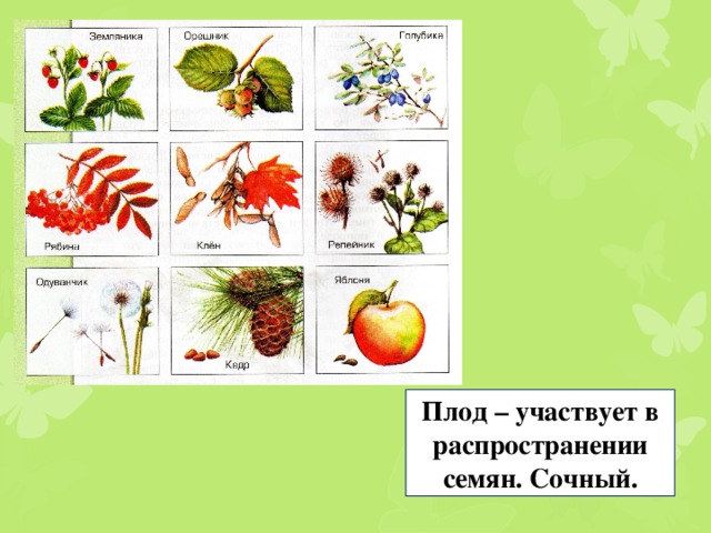 Плод – участвует в распространении семян. Сочный.