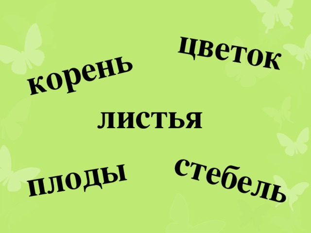 корень цветок плоды стебель листья