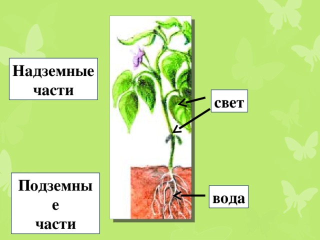 Надземные части свет Подземные части вода