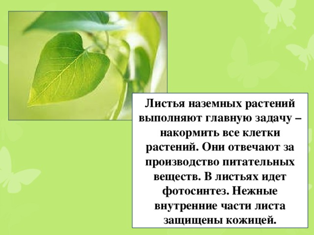 Листья наземных растений выполняют главную задачу – накормить все клетки растений. Они отвечают за производство питательных веществ. В листьях идет фотосинтез. Нежные внутренние части листа защищены кожицей.