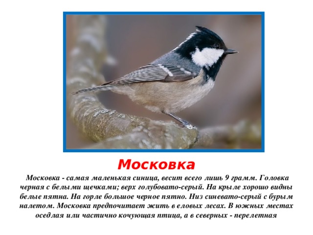 Московка  Московка - самая маленькая синица, весит всего лишь 9 грамм. Головка черная с белыми щечками; верх голубовато-серый. На крыле хорошо видны белые пятна. На горле большое черное пятно. Низ синевато-серый с бурым налетом. Московка предпочитает жить в еловых лесах. В южных местах оседлая или частично кочующая птица, а в северных - перелетная