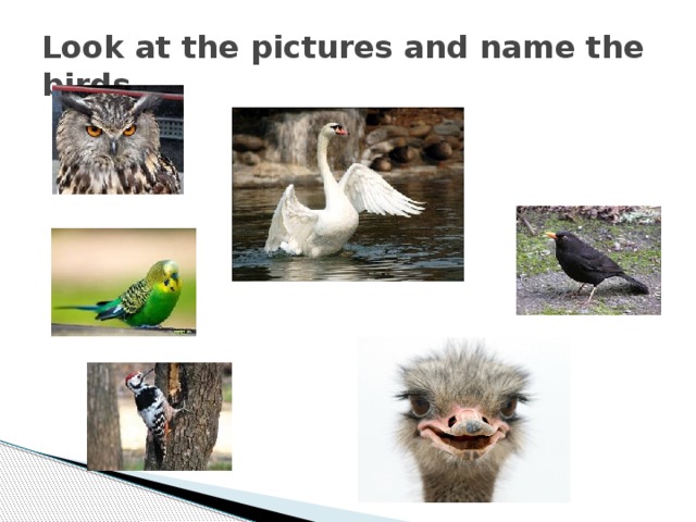 Look at the pictures and name the birds