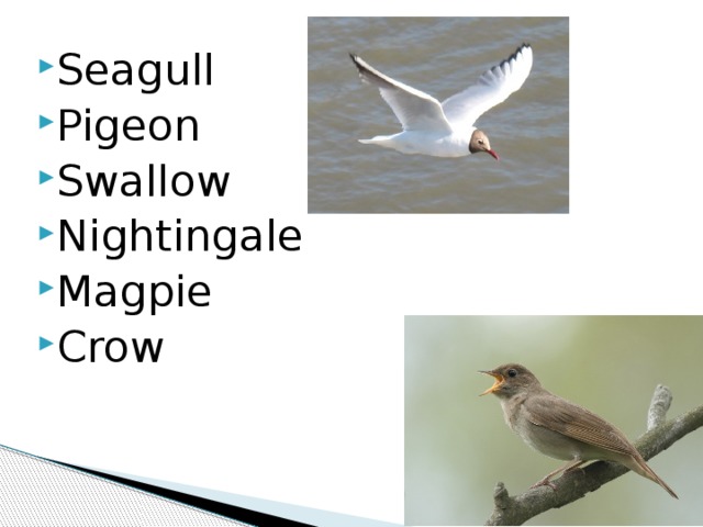 Seagull Pigeon Swallow Nightingale Magpie Crow