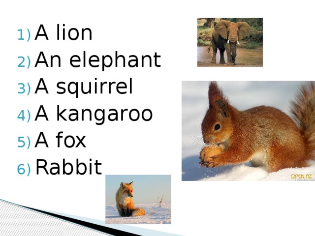 A lion An elephant A squirrel A kangaroo A fox Rabbit