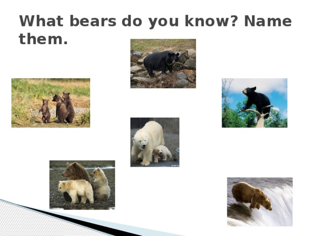 What bears do you know? Name them.