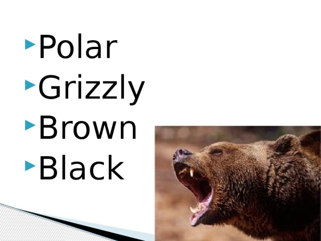 Polar Grizzly Brown Black