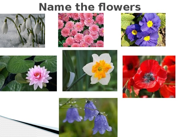 Name the flowers