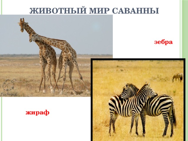 Животный мир саванны зебра жираф