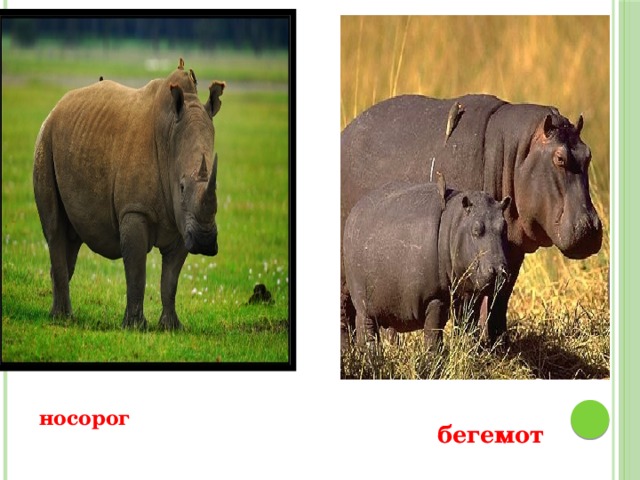 носорог бегемот