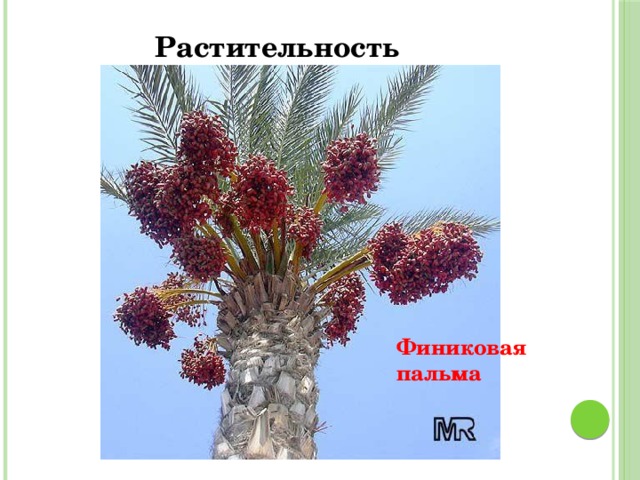 Растительность Финиковая пальма