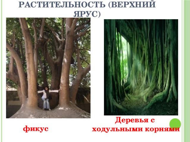 Растительность (верхний ярус) Деревья с ходульными корнями фикус