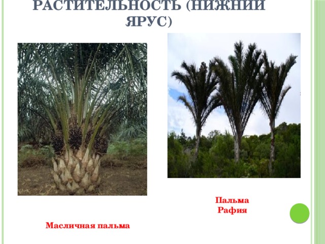 Растительность (нижний ярус) Пальма  Рафия Масличная пальма