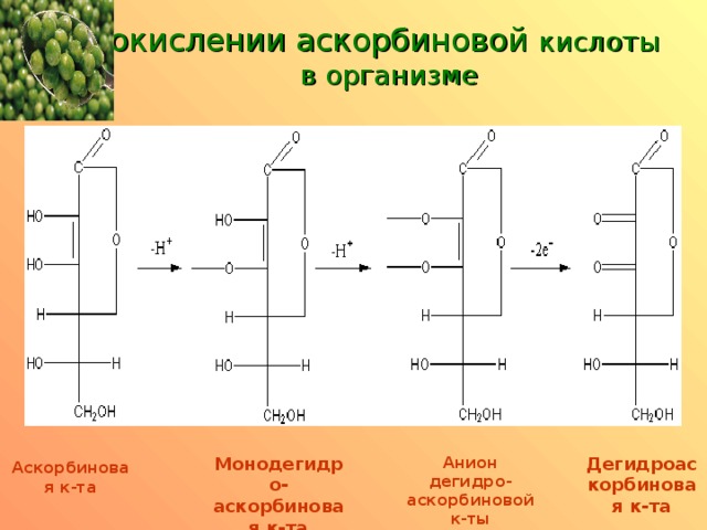 окислении аскорбиновой кислоты  в организме Монодегидро-аскорбиновая к-та Анион дегидро-аскорбиновой к-ты Дегидроаскорбиновая к-та Аскорбиновая к-та