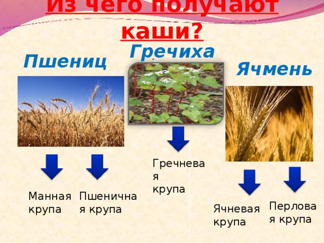 Из чего получают каши? Гречиха . Пшеница Ячмень Гречневая крупа Пшеничная крупа Манная крупа Перловая крупа Ячневая крупа