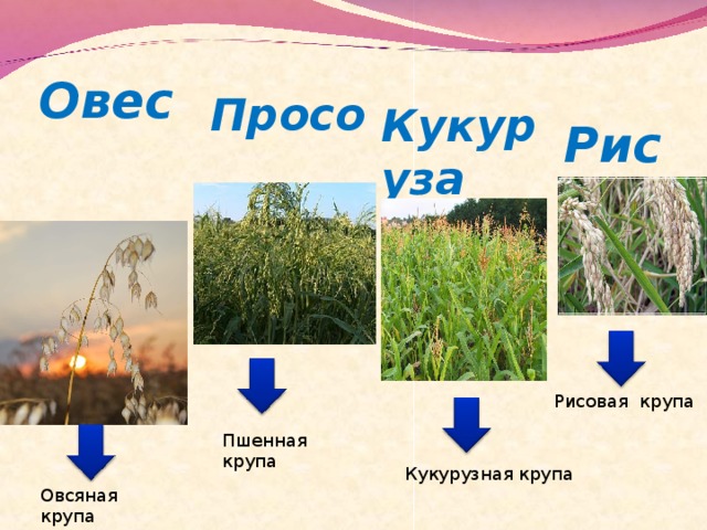 Овес Просо Рис Кукуруза Рисовая крупа Пшенная крупа Кукурузная крупа Овсяная крупа