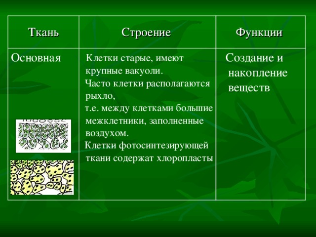 Функции Строение Ткань  Создание и накопление веществ   Клетки старые, имеют крупные вакуоли.  Часто клетки располагаются рыхло,  т.е. между клетками большие межклетники, заполненные воздухом.  Клетки фотосинтезирующей ткани содержат хлоропласты Основная