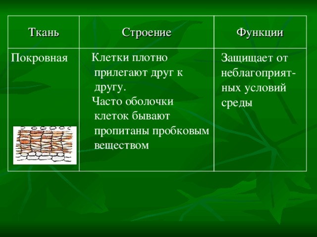 Функции Строение Ткань  Защищает от неблагоприят-  ных условий  среды  Клетки плотно прилегают друг к другу.  Часто оболочки клеток бывают пропитаны пробковым веществом  Покровная