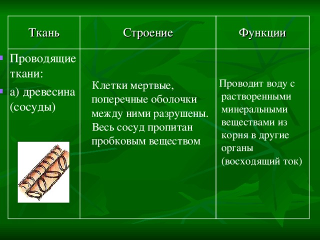 Ткань проводящая воду. Строение и функции проводящей ткани. Проводящая ткань растений строение и функции. Проводящая ткань строение. Проводящая ткань строение и функции.