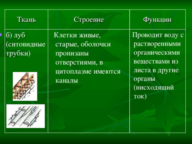 Функции Строение Ткань  Проводит воду с растворенными органическими веществами из листа в другие органы (нисходящий ток)  Клетки живые, старые, оболочки пронизаны отверстиями, в цитоплазме имеются каналы