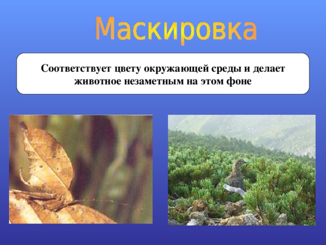 Соответствует цвету окружающей среды и делает животное незаметным на этом фоне