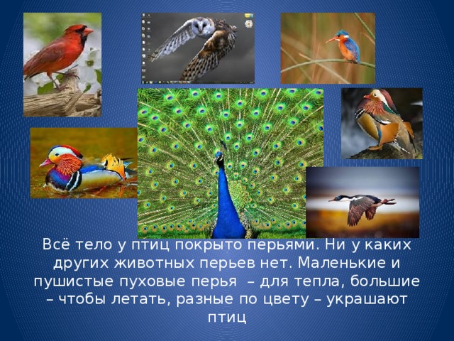 Всё тело у птиц покрыто перьями. Ни у каких других животных перьев нет. Маленькие и пушистые пуховые перья – для тепла, большие – чтобы летать, разные по цвету – украшают птиц