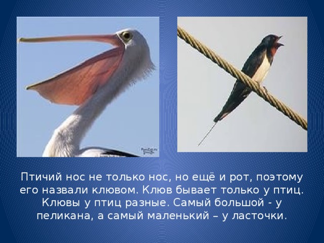 Птичий нос не только нос, но ещё и рот, поэтому его назвали клювом. Клюв бывает только у птиц. Клювы у птиц разные. Самый большой - у пеликана, а самый маленький – у ласточки.