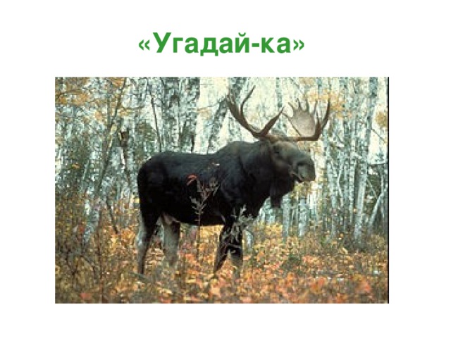 «Угадай-ка»