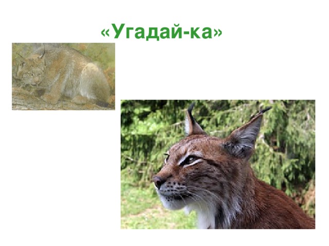 «Угадай-ка»