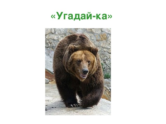 «Угадай-ка»