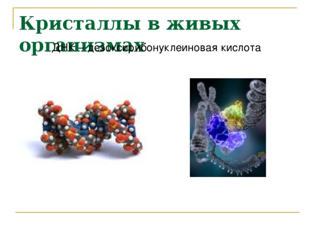 Кристаллы в живых организмах ДНК – дезоксирибонуклеиновая кислота