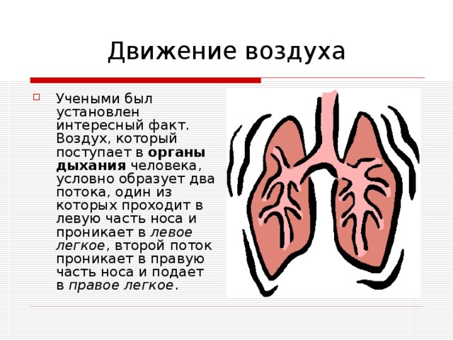 Учеными был установлен интересный факт. Воздух, который поступает в органы дыхания  человека, условно образует два потока, один из которых проходит в левую часть носа и проникает в  левое легкое , второй поток проникает в правую часть носа и подает в  правое легкое .