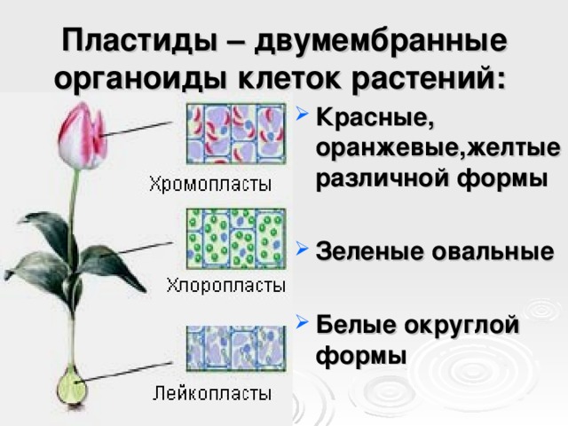 Пластиды – двумембранные органоиды клеток растений: