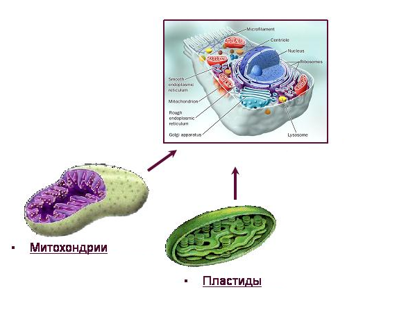 Хлоропласты строение митохондрии. Что такое двумембранные и полуавтономные органоиды. Митохондрии полуавтономные органоиды. Органоиды клетки митохондрии хлоропласты. Полуавтономные органоиды клетки это.