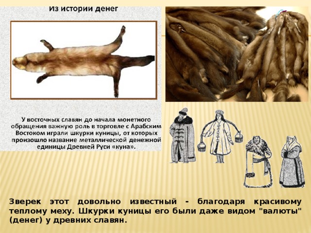 Зверек этот довольно известный - благодаря красивому теплому меху. Шкурки куницы его были даже видом 