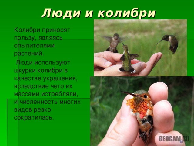 Люди и колибри  Колибри приносят пользу, являясь опылителями растений.  Люди используют шкурки колибри в качестве украшения, вследствие чего их массами истребляли, и численность многих видов резко сократилась.  