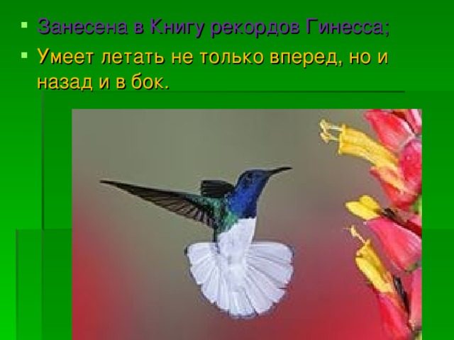 Занесена в Книгу рекордов Гинесса;   Умеет летать не только вперед, но и назад и в бок.