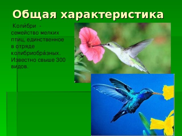 Общая характеристика  Коли́бри - семейство мелких птиц, единственное в отряде колибриобра́зных. Известно свыше 300 видов.