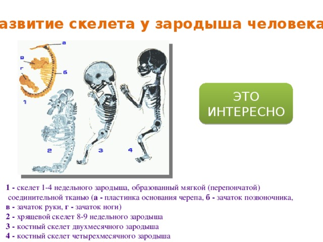 Развитие скелета у зародыша человека ЭТО ИНТЕРЕСНО 1 - скелет 1-4 недельного зародыша, образованный мягкой (перепончатой)  соединительной тканью ( а - пластинка основания черепа, б - зачаток позвоночника, в - зачаток руки, г - зачаток ноги)  2 - хрящевой скелет 8-9 недельного зародыша  3 - костный скелет двухмесячного зародыша  4 - костный скелет четырехмесячного зародыша