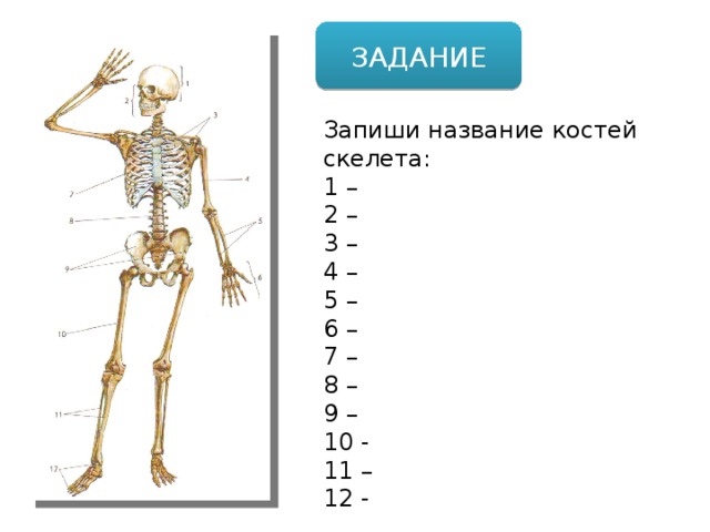 ЗАДАНИЕ Запиши название костей скелета: 1 – 2 – 3 – 4 – 5 – 6 – 7 – 8 – 9 – 10 - 11 – 12 -