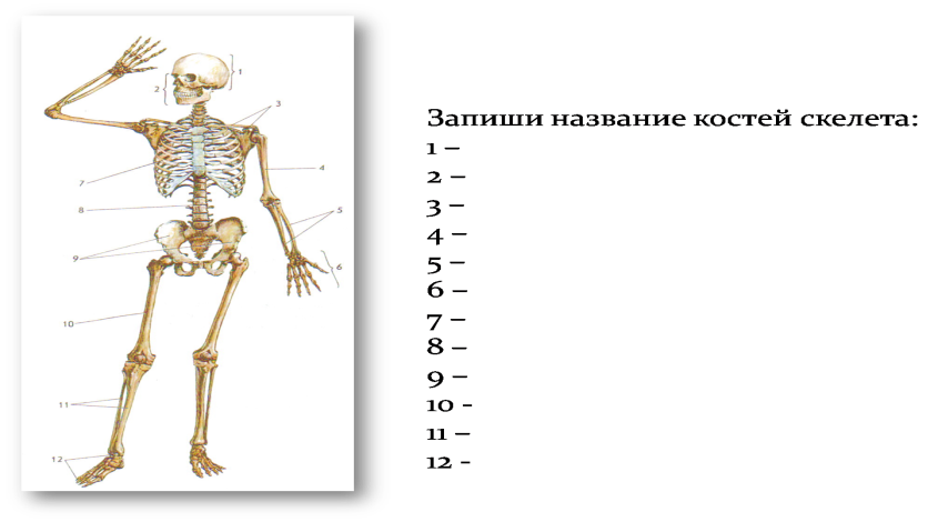 Подпишите названия костей скелета. Скелет человека 8 класс биология. Строение скелета биология. Кости скелета человека 8 класс биология. Отделы скелета человека 8 класс биология.