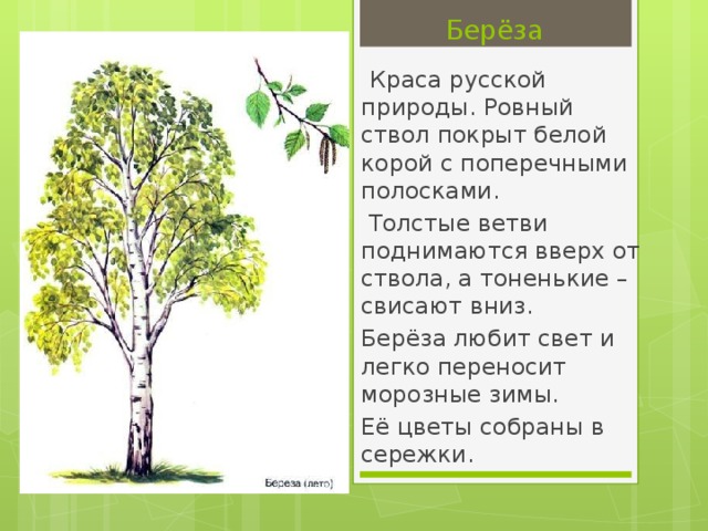 Тема мое любимое дерево. Доклад про березу. Описание березы. О берёзе кратко. Берёза информация о дереве.