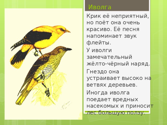 Иволга Крик её неприятный, но поёт она очень красиво. Её песня напоминает звук флейты. У иволги замечательный жёлто-чёрный наряд. Гнездо она устраивает высоко на ветвях деревьев. Иногда иволга поедает вредных насекомых и приносит лес большую ползу.